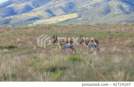 Pronghorn Antelope Bucks Pronghorn Antelope Bucks 42724207