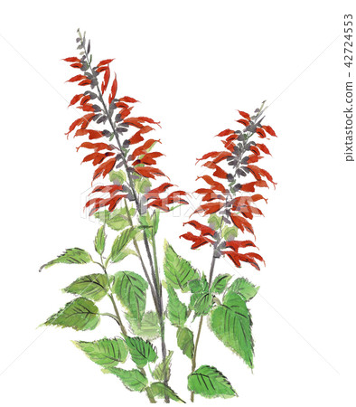 Red salvia [hand-painted watercolor] white back transparent background 42724553