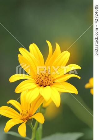 Jerusalem artichoke Jerusalem artichoke 42724688