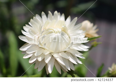 Caesar shellfish 42724837