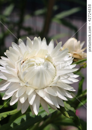 Caesar shellfish 42724838