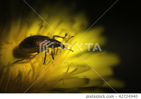 Caridae beatle/Curculionoidea/ 42724940