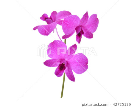 beautiful purple Phalaenopsis orchid flowers, 42725159