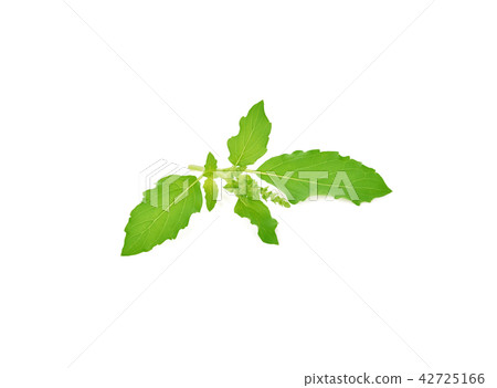 Holy Basil,Ocimum sanctum isolate on white Holy Basil,Ocimum sanctum isolate on white 42725166
