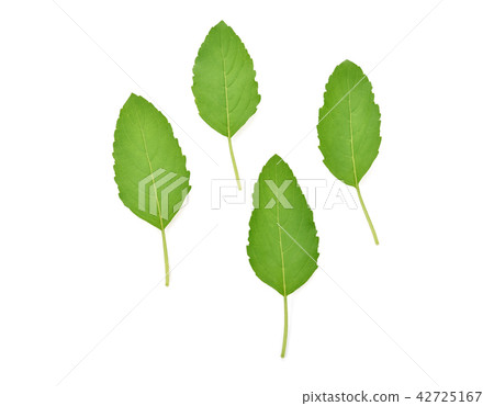 Holy Basil,Ocimum sanctum isolate on white Holy Basil,Ocimum sanctum isolate on white 42725167