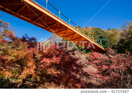秋葉到楓樹楓樹 42725467