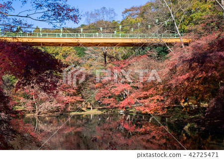 Autumn leaves to maple maple 42725471