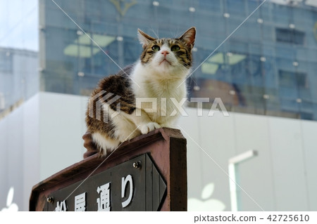 Ginza Matsuya Street Cat 42725610