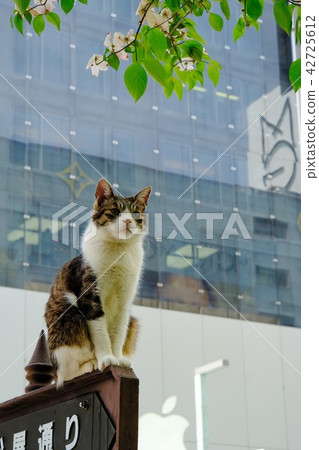 Ginza 4 chome Matsuya Street Cat Ginza 4 chome Matsuya Street Cat 42725612
