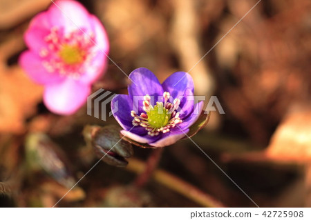 Snowgrass telling spring Snowgrass telling spring 42725908