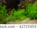 Aquarium tank with a variety of aquatic plants 42725959