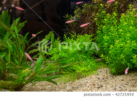 Aquarium tank with a variety of aquatic plants Aquarium tank with a variety of aquatic plants 42725959