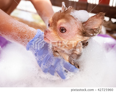 dog with Demodicosis, allergy dog skin dog with Demodicosis, allergy dog skin 42725960