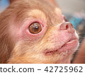 dog with Demodicosis, allergy dog skin 42725962