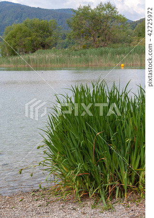 Bay on Lake Tegernsee Bay on Lake Tegernsee 42725972