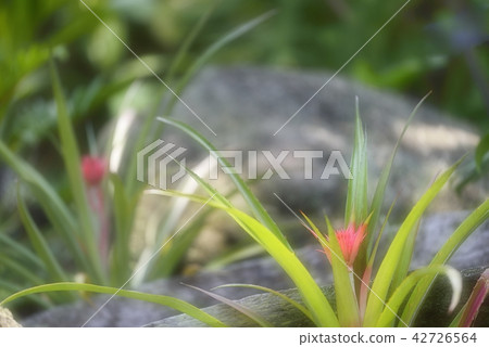 Tropical red flowers 42726564