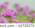 熱帶粉紅色的花朵 42726570