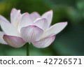 蓮花 42726571