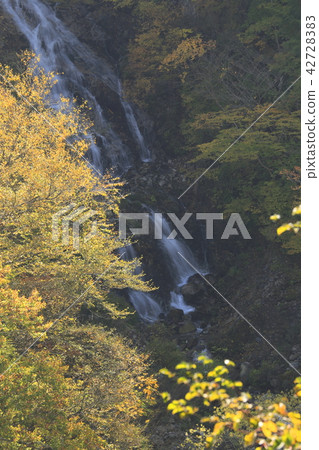 日光蛇的墮落 42728383