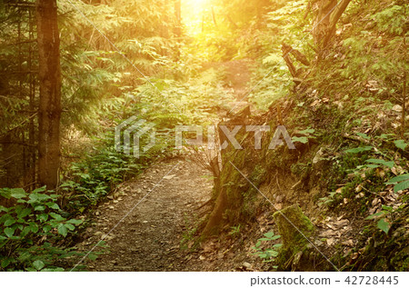 Summer green forest 42728445