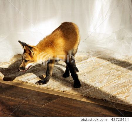 A small red cute fox cub. 42728454