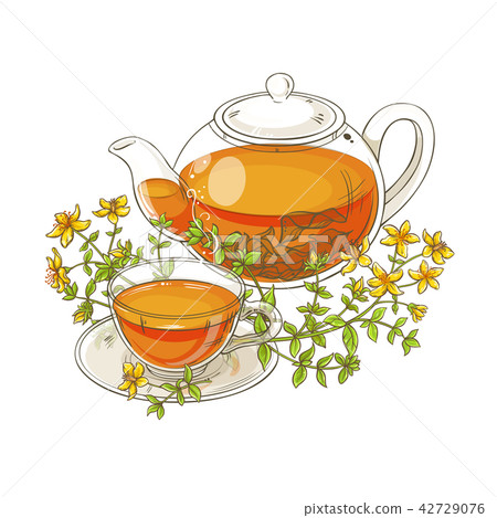 tutsan tea illustration 42729076