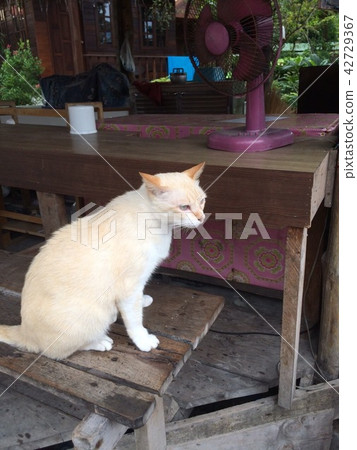 If I rest on a tie bench, the cat who sat next to me 42729367