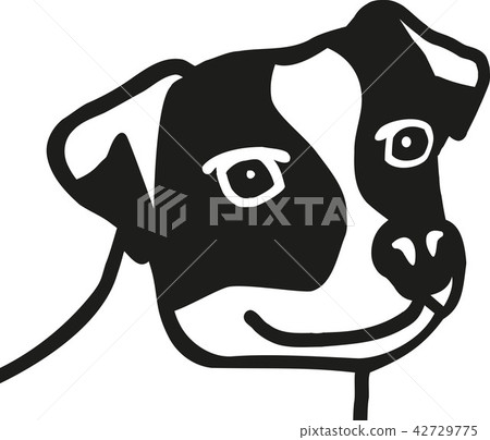 Jack Russell Terrier head Jack Russell Terrier head 42729775