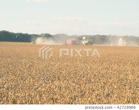 Wheat Harvesting with Combine Harvesters 42729966