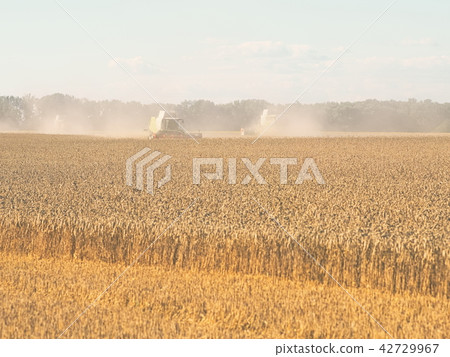 Wheat Harvesting with Combine Harvesters 42729967