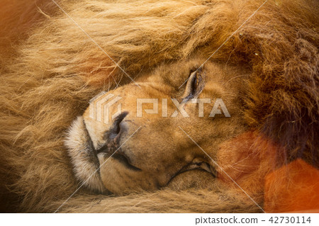 Portrait of a male lion resting. Portrait of a male lion resting. 42730114
