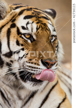 Close up of a Siberian tiger (Panthera tigris altaica). 42730115