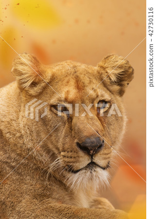 Portrait of a female lion starring. Portrait of a female lion starring. 42730116