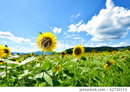 sunflower	 sunflower	 42730153