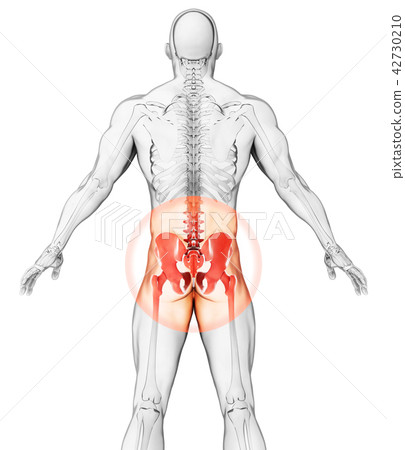 Hip painful skeleton x-ray, 3D illustration. Hip painful skeleton x-ray, 3D illustration. 42730210
