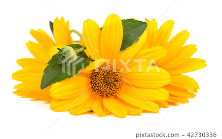 Calendula flowers isolated on white background. Marigold flower Medicinal herbs. Calendula flowers isolated on white background. Marigold flower Medicinal herbs. 42730336