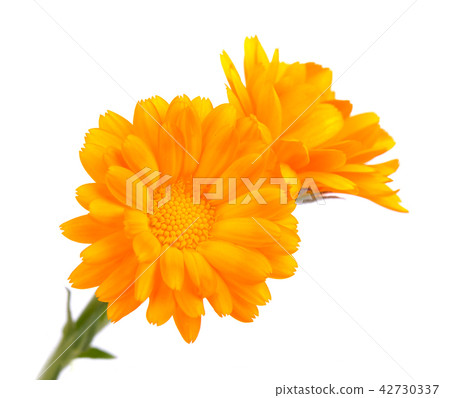 Calendula flowers isolated on white background. Marigold flower Medicinal herbs. Calendula flowers isolated on white background. Marigold flower Medicinal herbs. 42730337