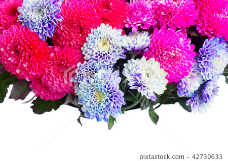 blue chrysanthemum flowers 42730633