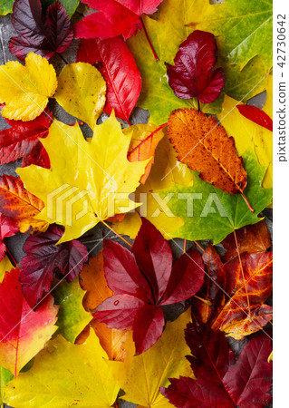 Natural fall leaves Natural fall leaves 42730642