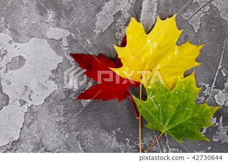 Natural fall leaves Natural fall leaves 42730644