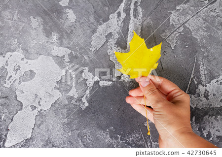 Natural fall leaves Natural fall leaves 42730645