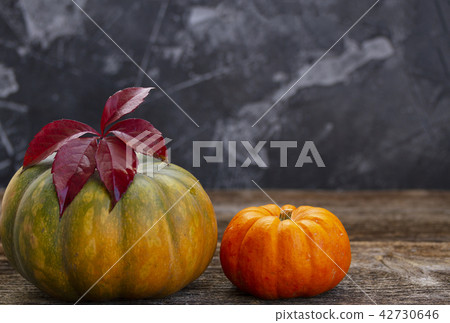 Fall harvest of pumpkins Fall harvest of pumpkins 42730646