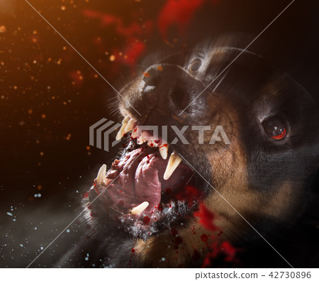 Ferocious Rottweiler barking mad on black background. Ferocious Rottweiler barking mad on black background. 42730896