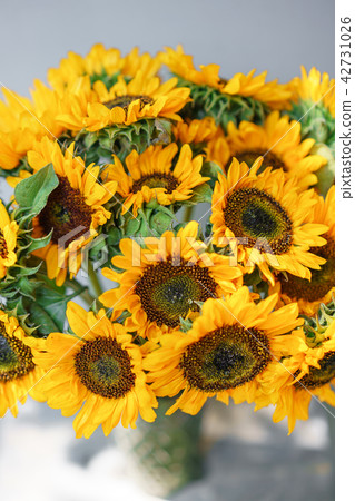 Bouquet of yellow sunflowers , flower in vase on old vintage table. Room morning. Gray background Bouquet of yellow sunflowers , flower in vase on old vintage table. Room morning. Gray background 42731026