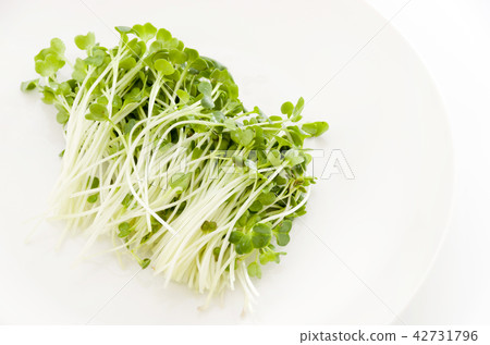 注意：蘿蔔蘿蔔 42731796