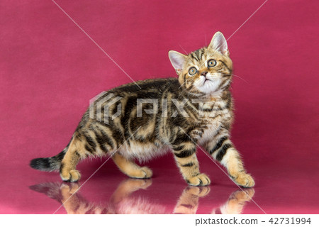Tabby British shorthair kitten , britain cat on cherry studio background with reflection. 42731994