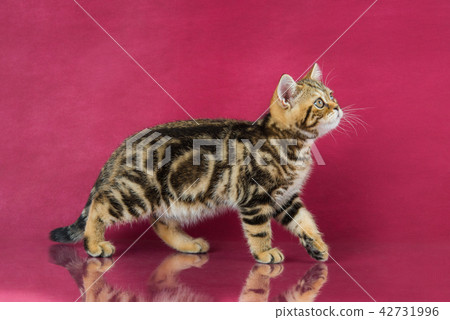 Tabby British shorthair kitten , britain cat on cherry studio background with reflection. 42731996
