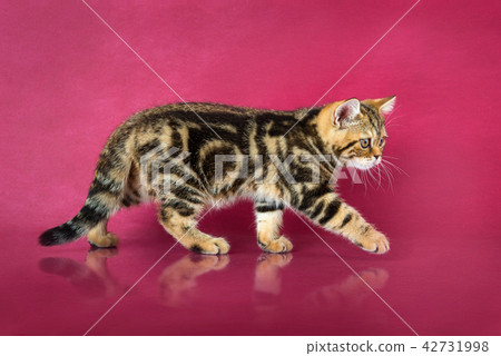 Tabby British shorthair kitten , britain cat on cherry studio background with reflection. 42731998