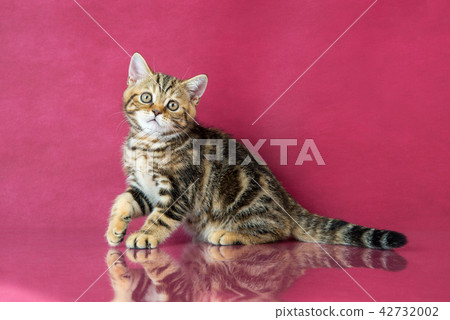 Tabby British shorthair kitten , britain cat on cherry studio background with reflection. 42732002