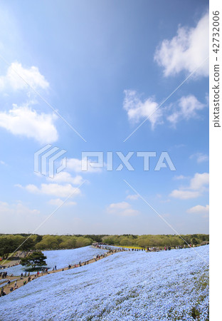 Nemophila Hitachi Beach Park Ibaraki Prefecture 42732006